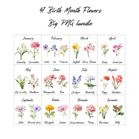 Watercolor Birth Month Flower Kit 47 Watercolor Floral Png Clipart Set For Diy Projects Birth