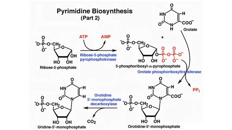 Nucleic Acid Metabolism Youtube