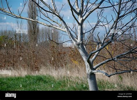 Tree With Silver Grey Bark Stock Photo Alamy