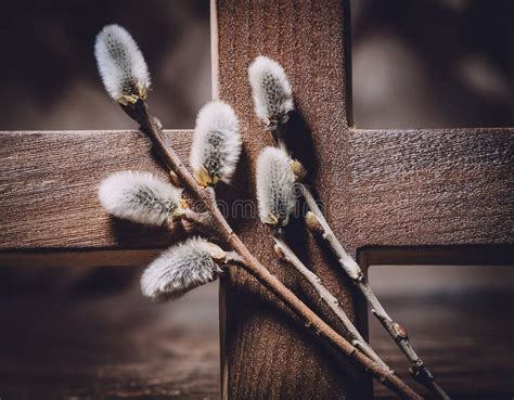 Pussy Willow Branches Wallpaper