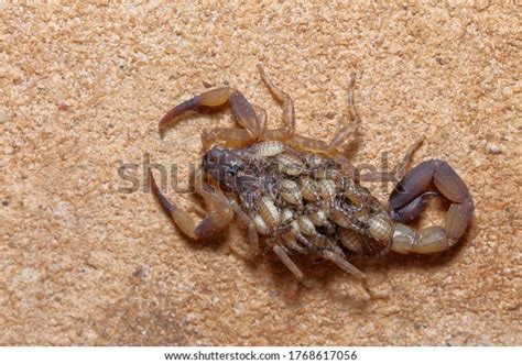 scorpion life cycle royalty  images stock  pictures