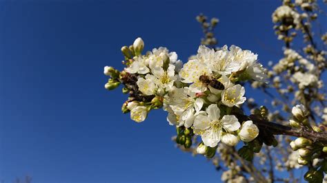 Free Images Tree Nature Branch Blossom White Fruit Flower