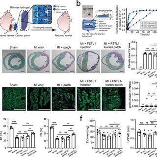 The ASPA35m Bilayer Hydrogel As A Cardiac Patch A Schematic Showing