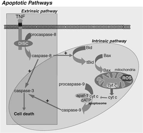 Apoptotic Pathways Apoptosis Occurs Through Two Main Pathways The