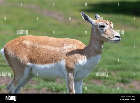 Close Up Of A Blackbuck Antilope Cervicapra Doe Stock Photo Alamy