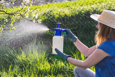 Gardener Spraying Fruit Tree With Pesticide Stock Image Image Of