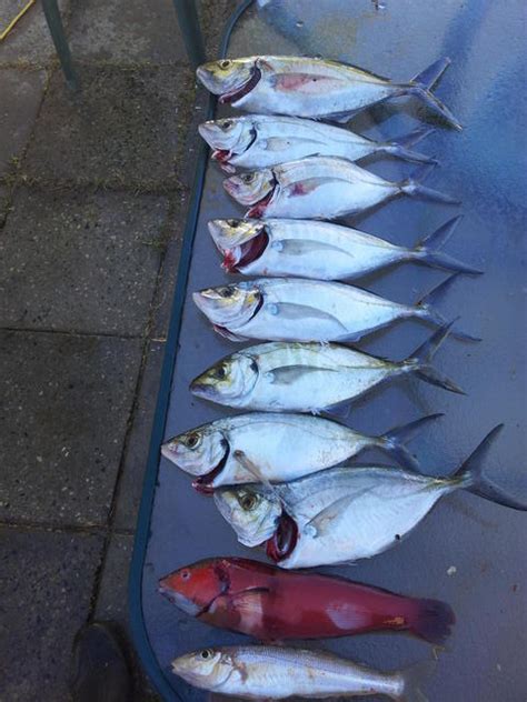 maxed   skippy fishing fishwreckedcom fishing wa fishing