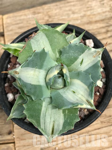 SHPR3412 Agave Isthmensis Ohi Raijin Shiro Nakafu White Cactus Online