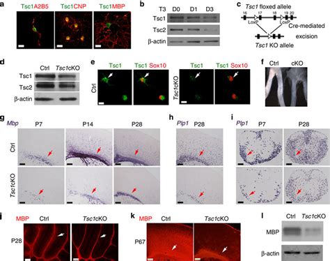 Tsc Ablation Results In Ol Differentiation And Maturation Defects A