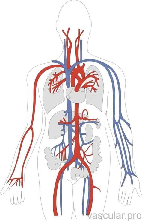 O Que Significa Vascular - Entendendo o seu corpo: o sistema vascular - Vascular.pro