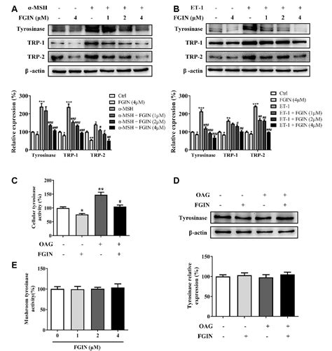 Figure 1 From FGIN 1 27 Inhibits Melanogenesis By Regulating Protein