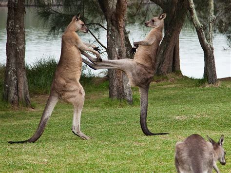 Kangaroo Kicking Man