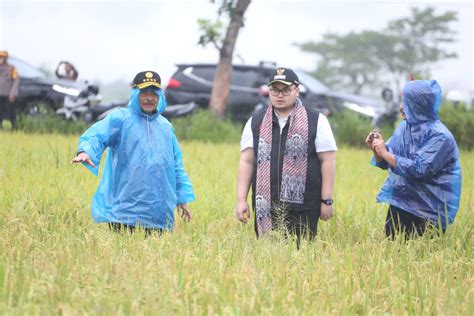 Panen Padi Di Kediri Mentan Syl Ajak Petani Menanam Padi Minimal