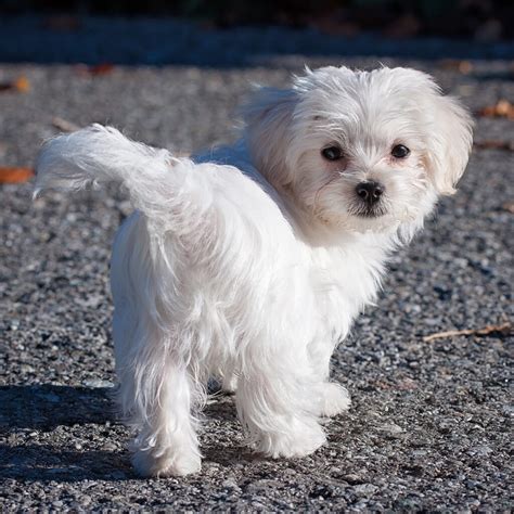 Buy your dream Maltese from us now!