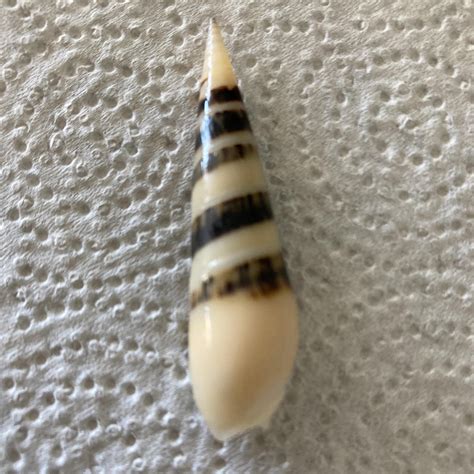 Shells found on Maui : r/shells