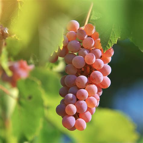 Pinot Grigio: Unterschätzte Edel-Rebsorte oder Weißwein für die Masse ...