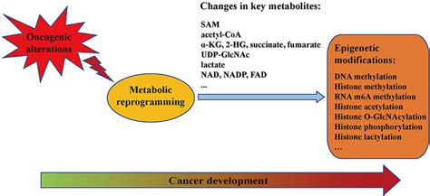 Connections between metabolic reprogramming and epigenetic ...
