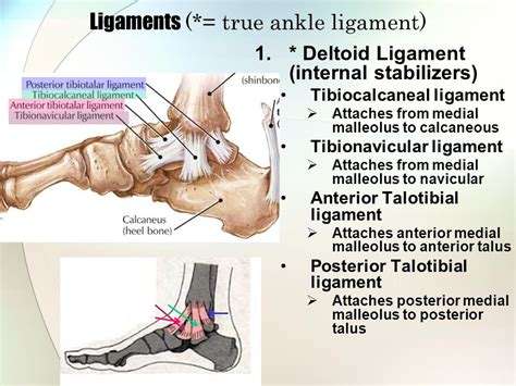 Joints Of The Ankle And Foot Video Anatomy Osmosis 43 Off