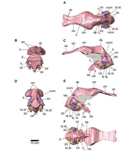 Cranial endocast of FPDM-V-8461. Cranial endocast in dorsal (A),... | Download Scientific Diagram