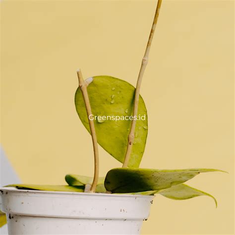 Hoya Verticilata Sp Bali – Greenspaces.id