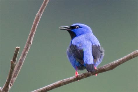 Brazilian Birds: Thraupidae (parte 1)