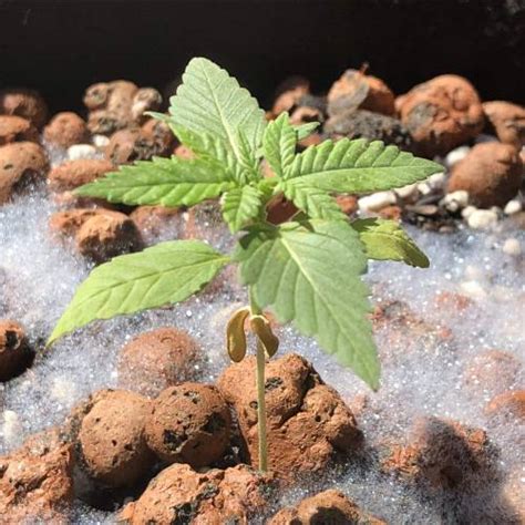 Pyramid Seeds Auto White Widow Grow Diary Journal Week By Goudasan