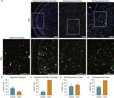 Pacap Pac Receptor Inhibition Is Effective In Opioid Induced