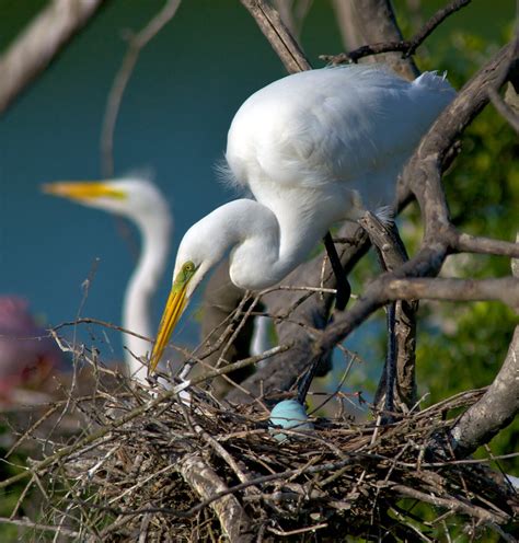 Nesting Egret - Bob Rehak Photography