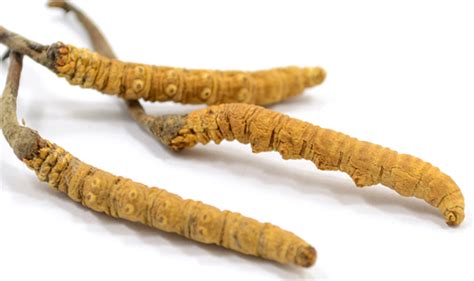 China Chinese Herbs Cordyceps Fungus Dong Chong Xia Cao Caterpillar