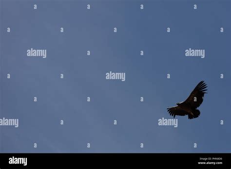 Condor flying in Peru Stock Photo - Alamy