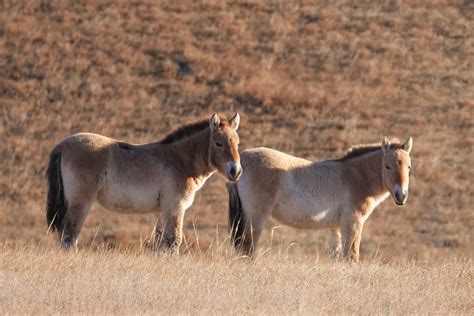 Mongolian Wild Horse