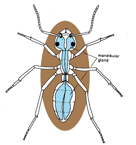 Ant Anatomy Diagram
