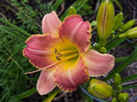 Hemerocallis ‘country Melody Lis Dun Jour Daylily Jardins