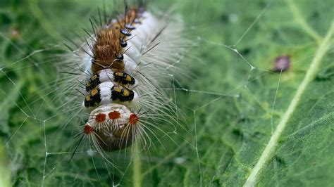 Tussock Moth Caterpillar Pictures - AZ Animals