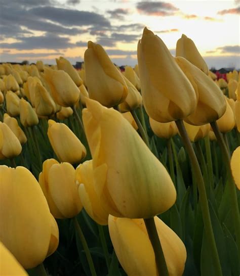 Tulip Bulbs World Friendship Longstemmed Stunner Tulip Store