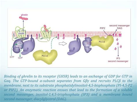 PPT - GHRELIN SIGNALING PATHWAY PowerPoint Presentation, free download ...