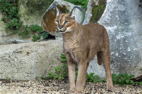 Caracal big cat portrait looking at you 20235864 Stock Photo at Vecteezy