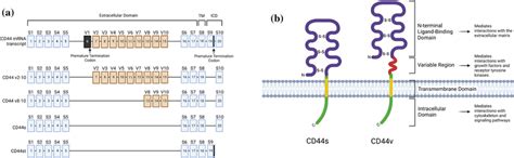 Structures Of The CD44 Gene And Protein A The Full Structure Of The