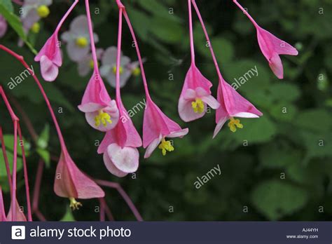 Begonia Du Japon Agencement De Jardin Aux Meilleurs Prix