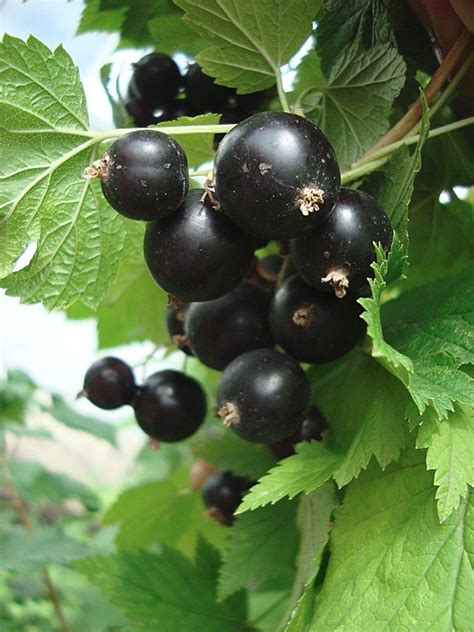 Смородина Руслан: описание и характеристики сорта, отзывы, особенности ...