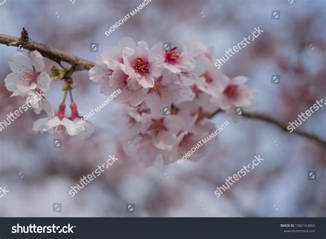 Sakura Flowercherry Blossom Japan National Flowerbloom Stock Photo