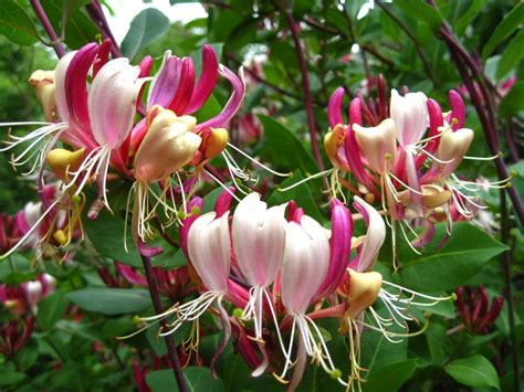 Жимолость приморская Серотина в наличии низкая цена - саженцы, описание ...