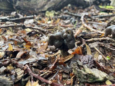 Epping Forest In Autumn Rmycology