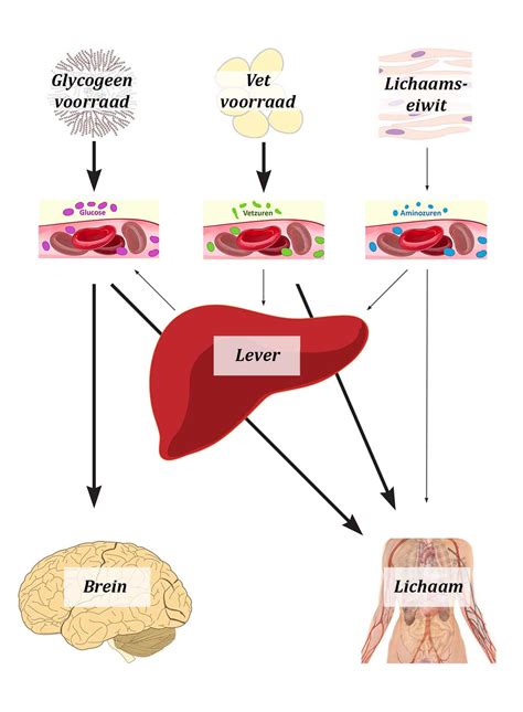 Artikel 1 Het Metabolisme Optrimize