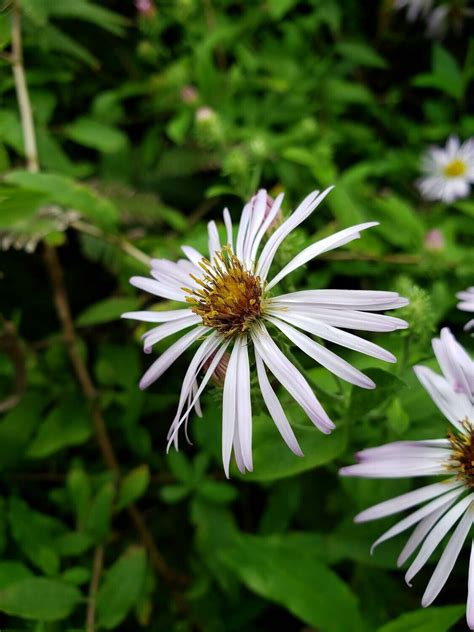 Climbing Aster Buy Florida Friendly Plants Largo And St Petersburg