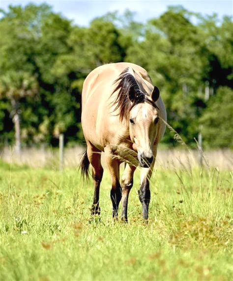 All About Equine Vital Signs Osceola News Gazette