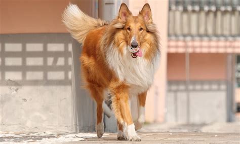 Collie Dog Breed Characteristics Care And Photos Bechewy