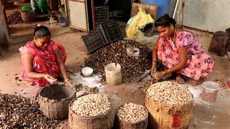 How To Process Cashew Cashew Processing At Palasa Cashew Nut