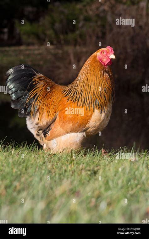 Buff Brahma rooster, Tylerville, Connecticut, USA Stock Photo - Alamy