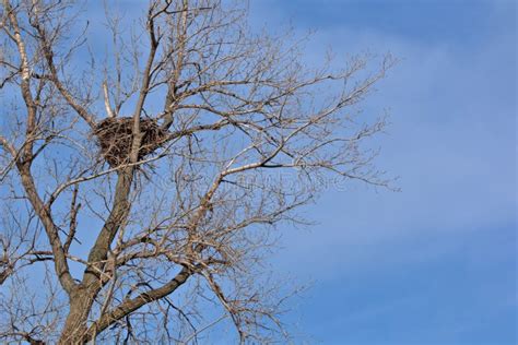 Bald Eagle Nest stock photo. Image of large, predator - 166362594